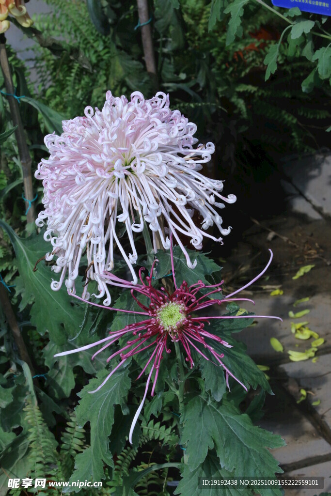 菊花  