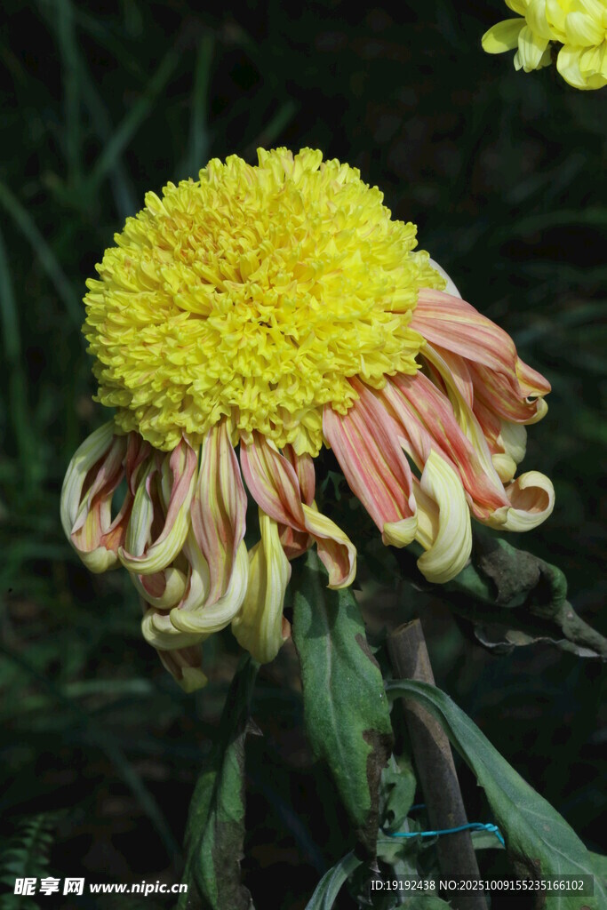 菊花 