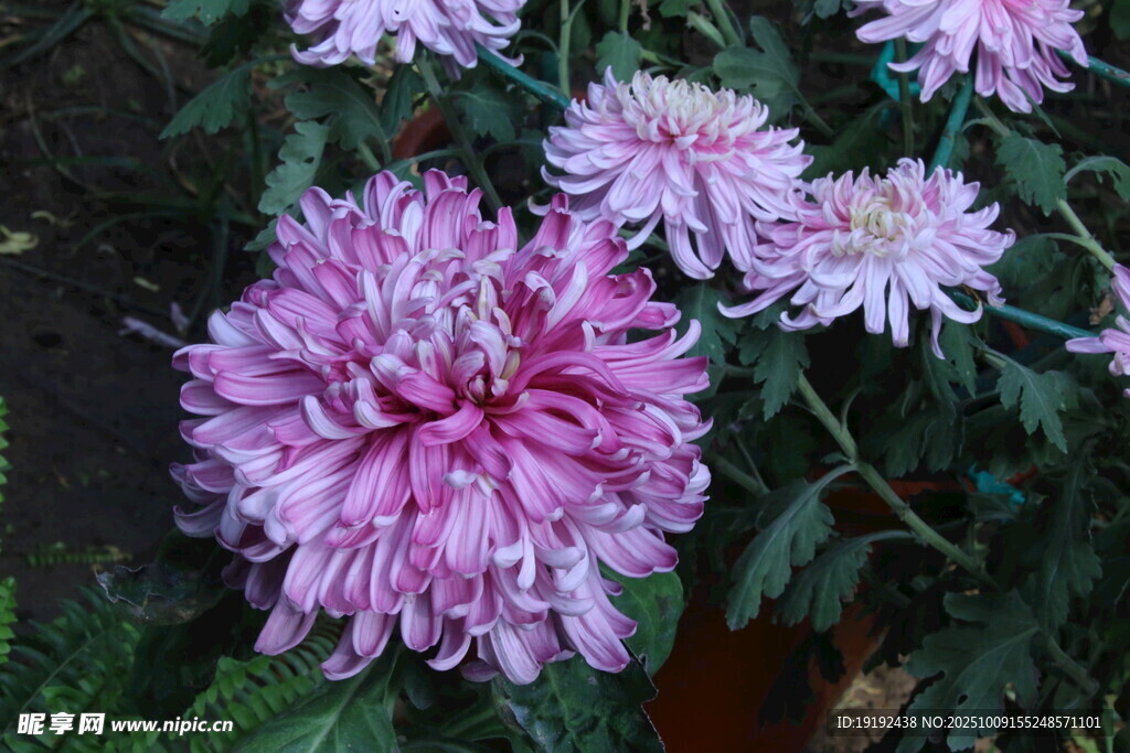 菊花 