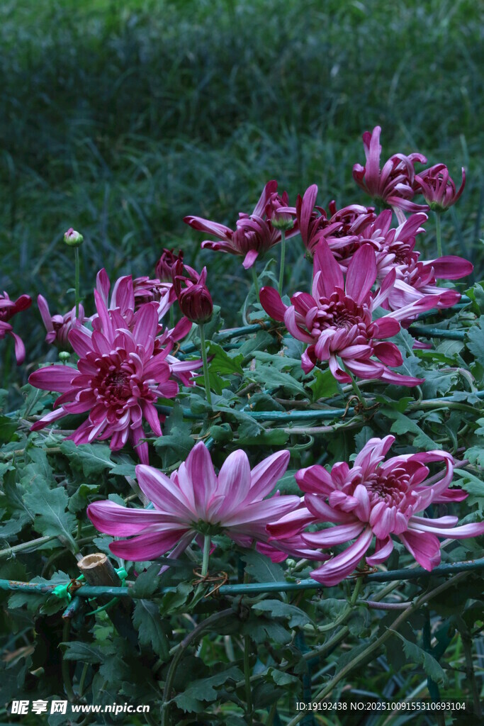 菊花  