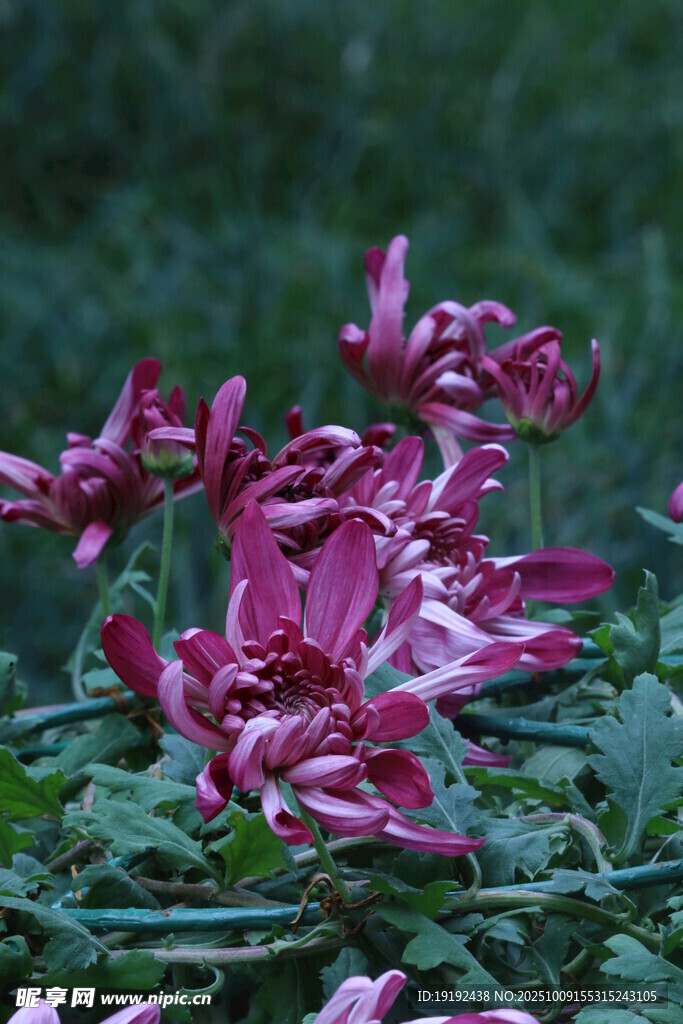 菊花  