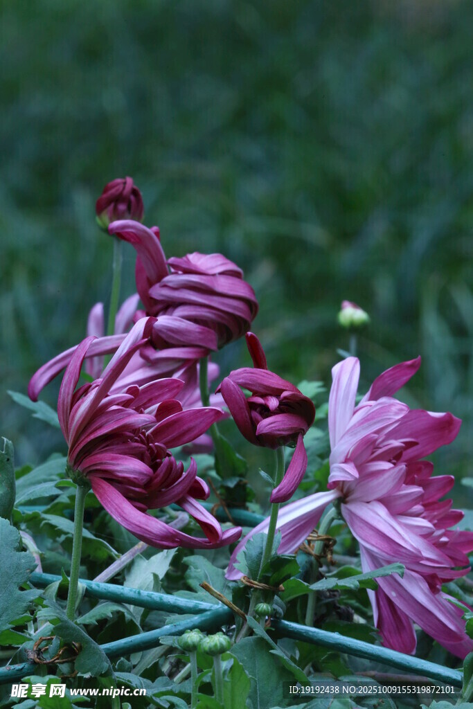 菊花 