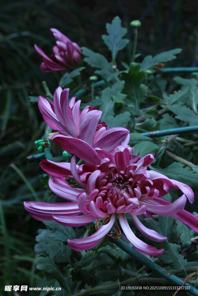 菊花 