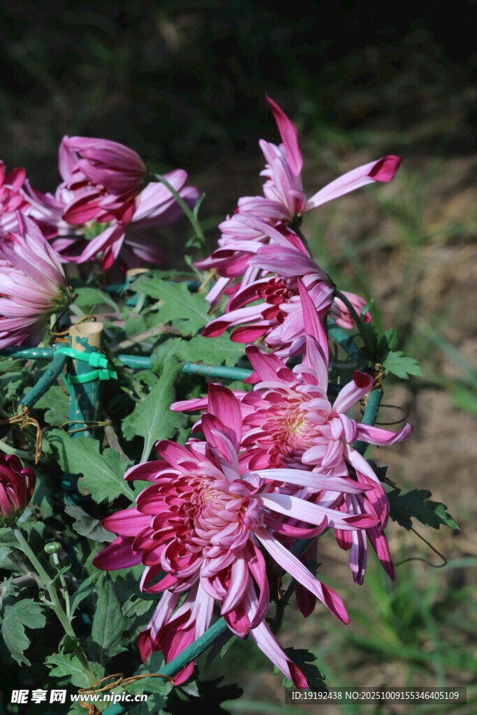 菊花  