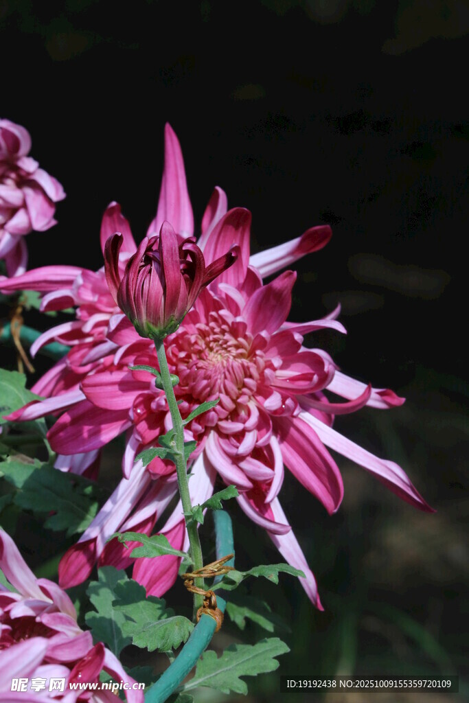 菊花  