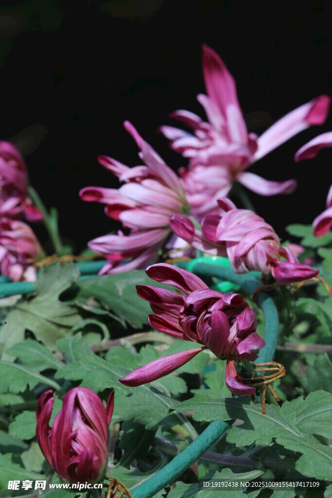 菊花 