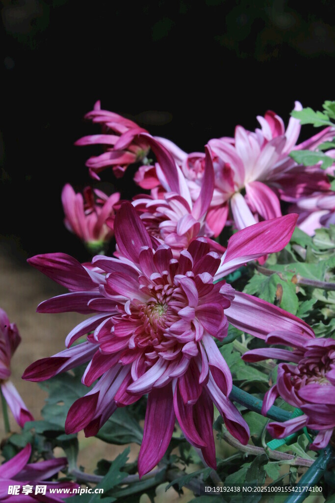 菊花  