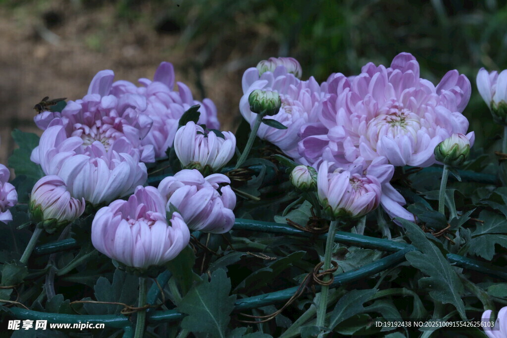菊花  