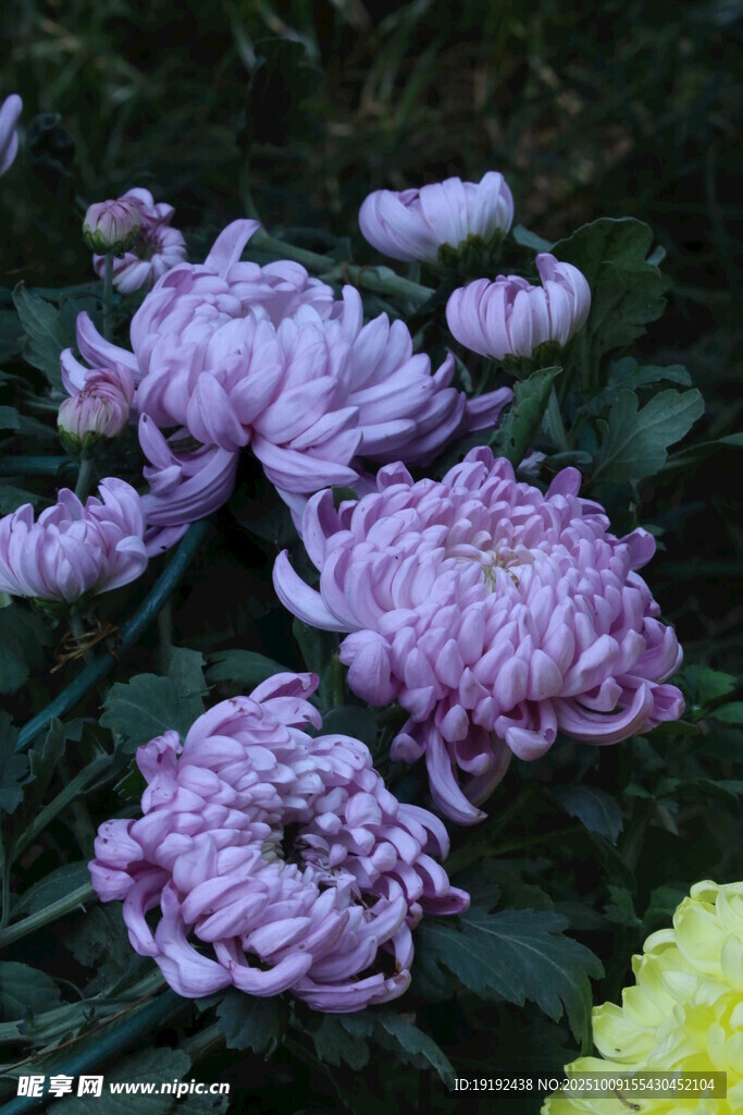 菊花  
