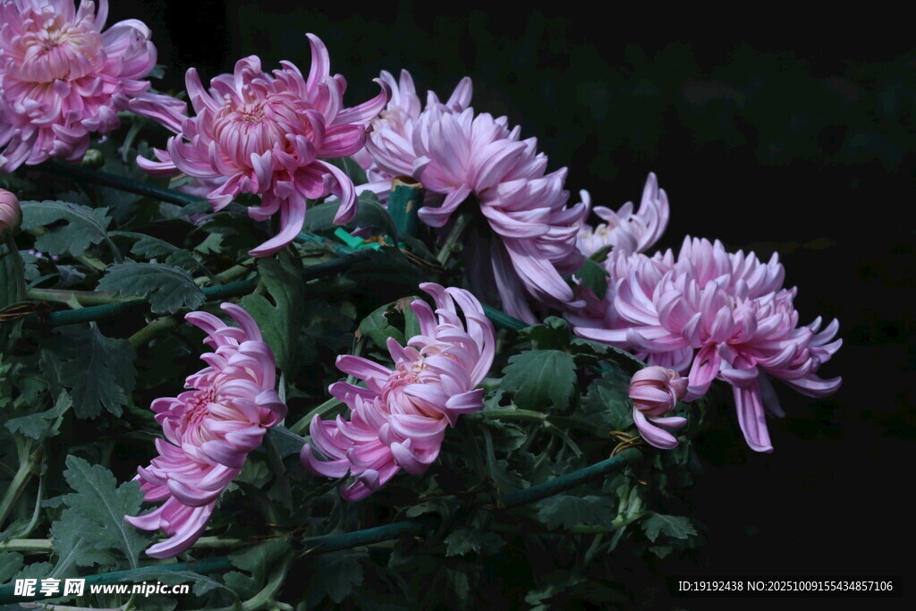 菊花  
