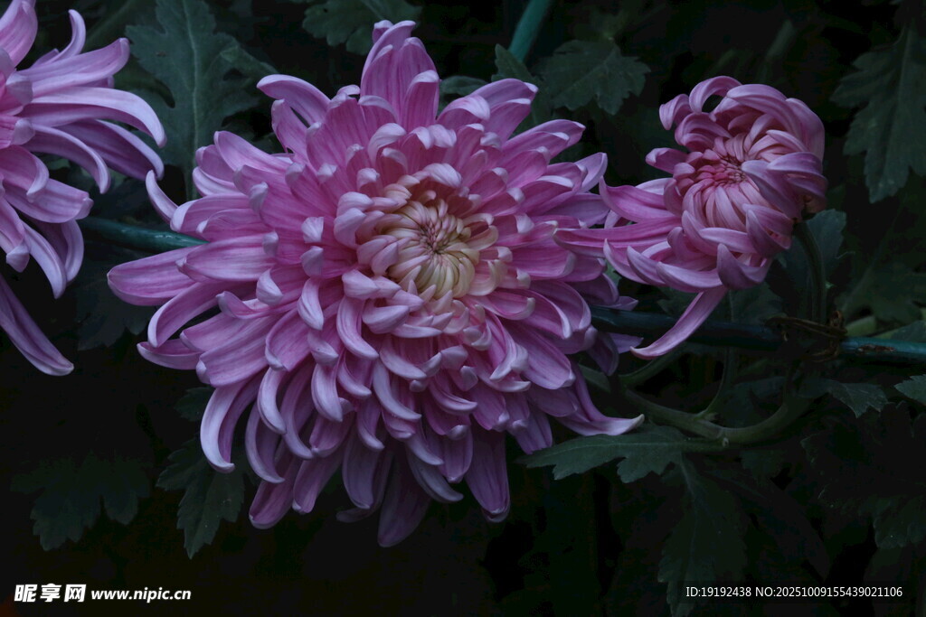 菊花  