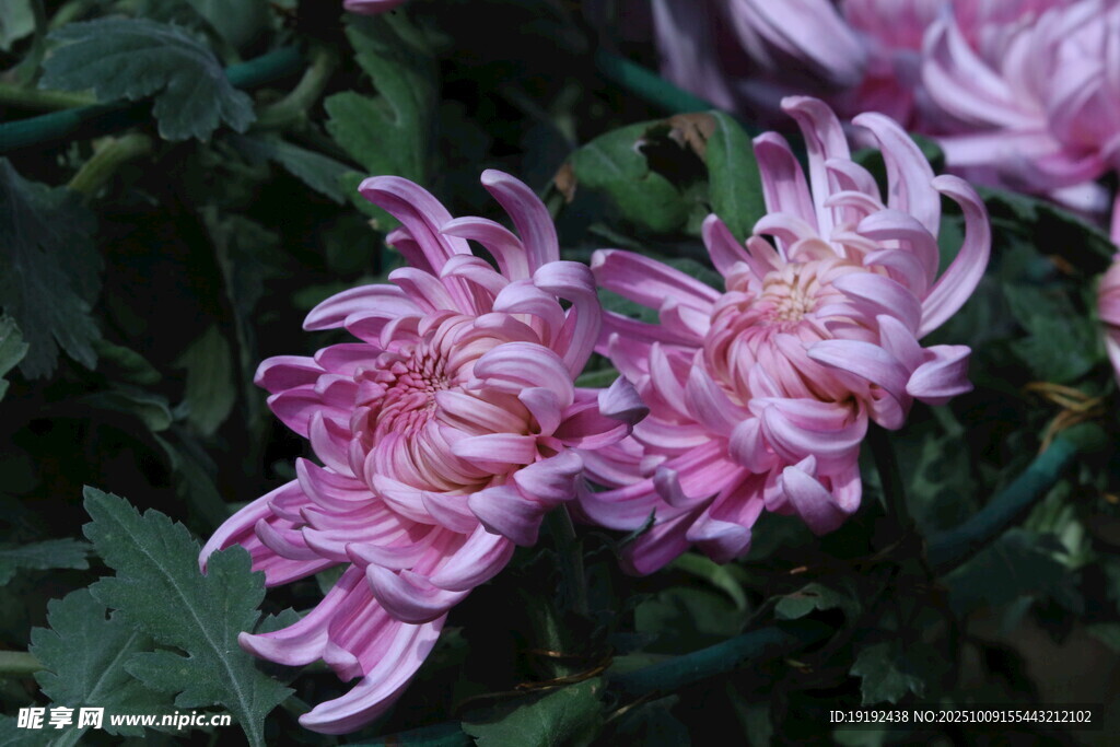 菊花  