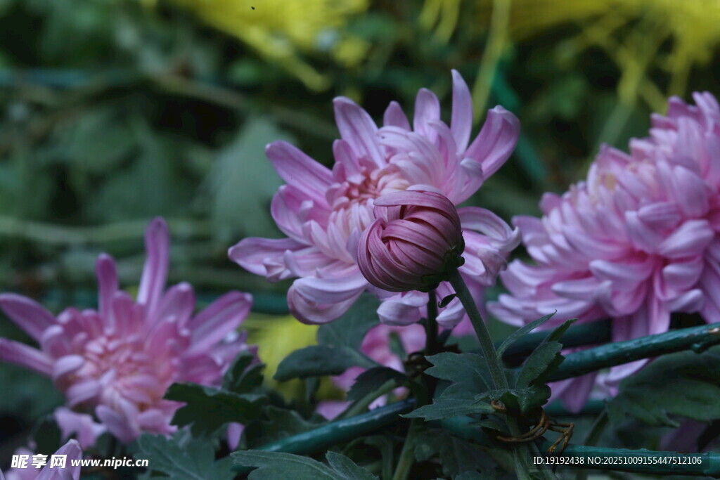 菊花  