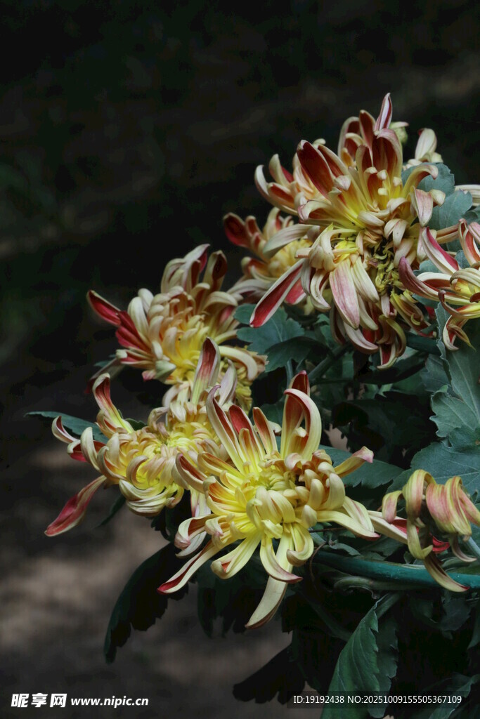 菊花  
