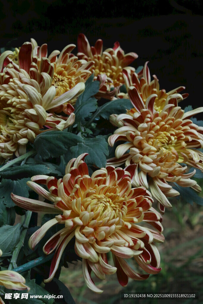 菊花 