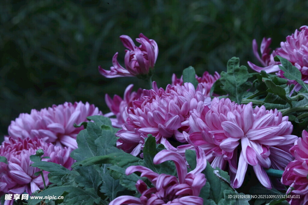 菊花  