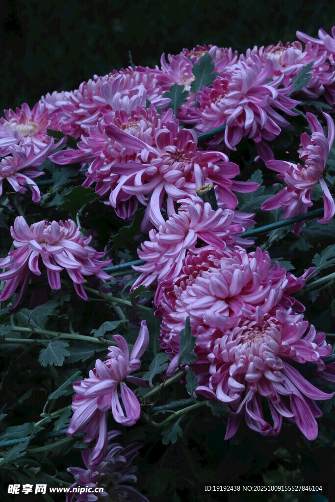 菊花 