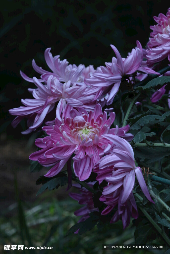 菊花  