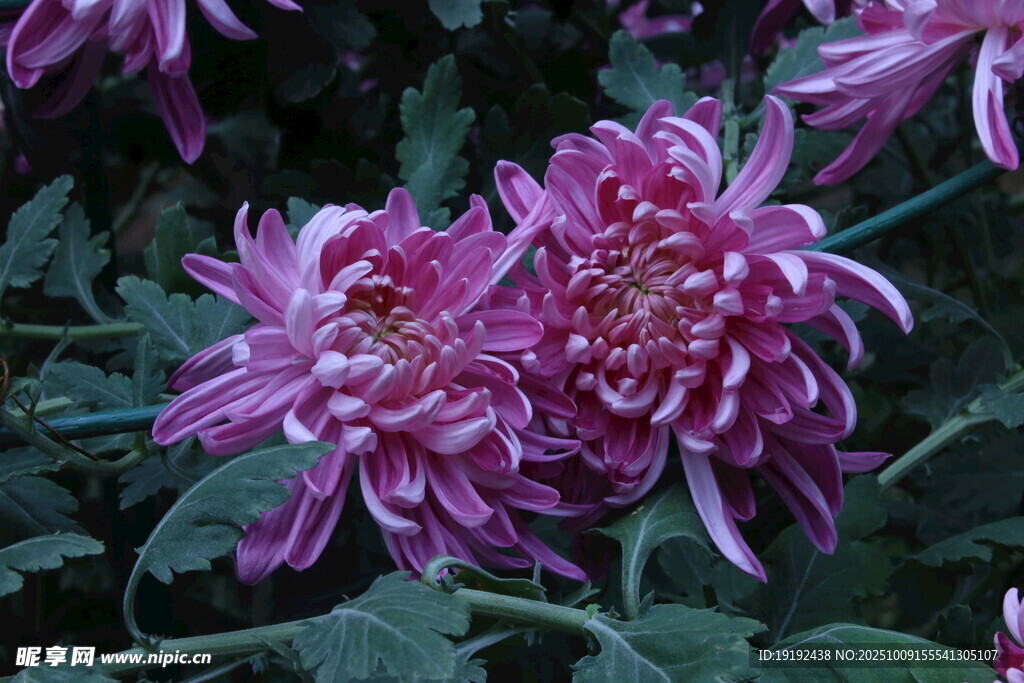 菊花  
