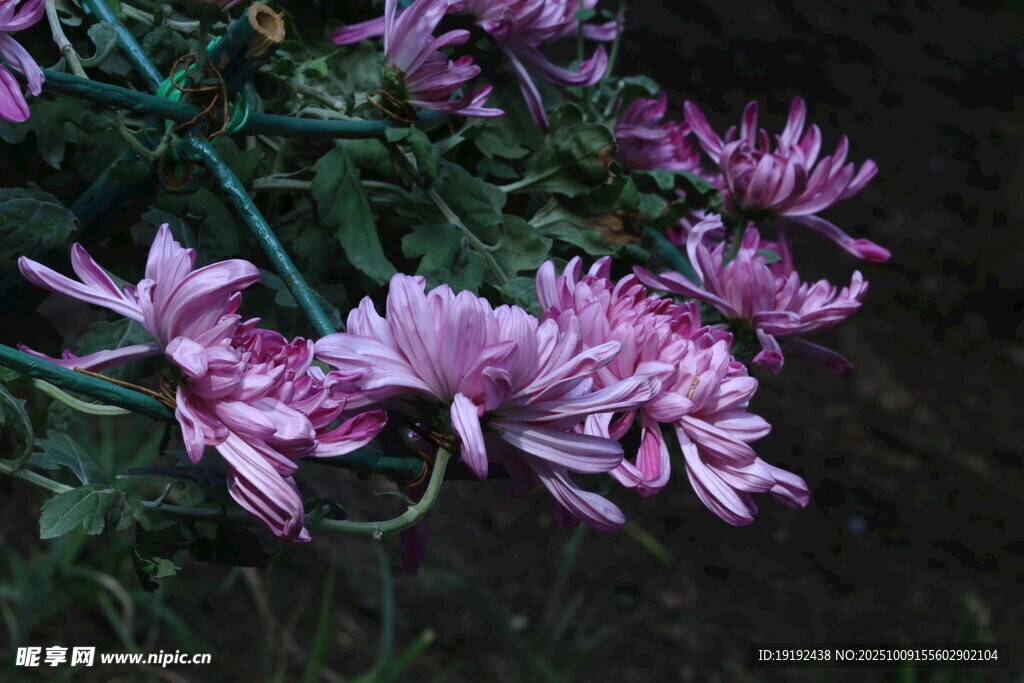 菊花  