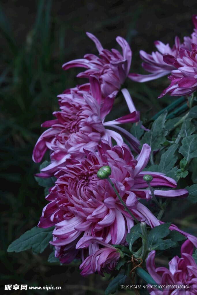 菊花  