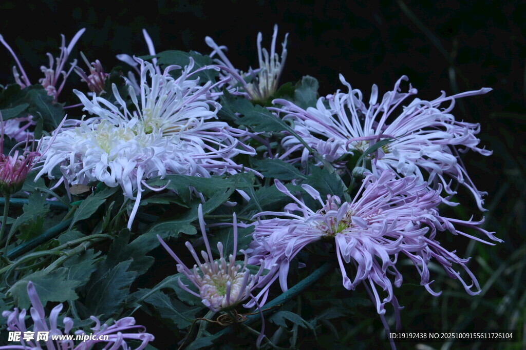菊花  