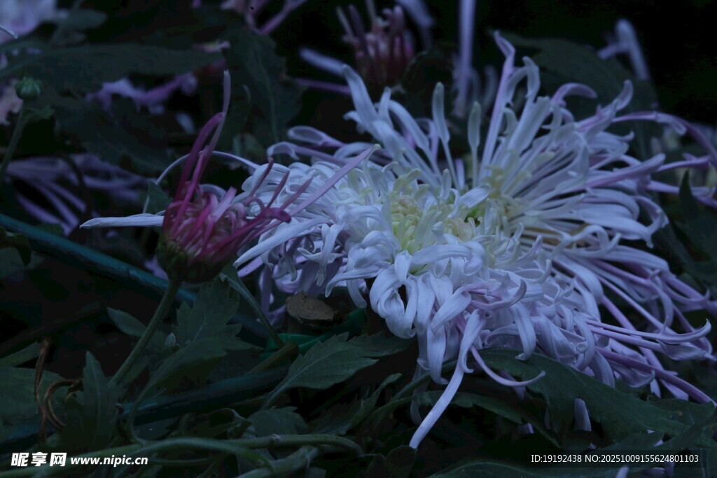 菊花  