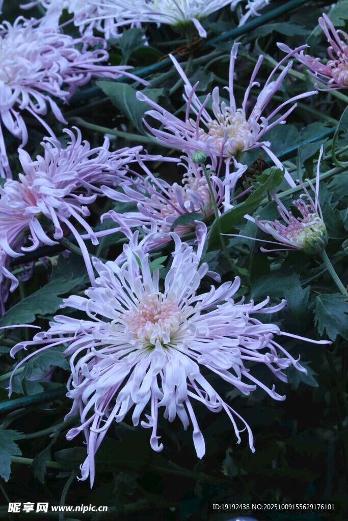 菊花 