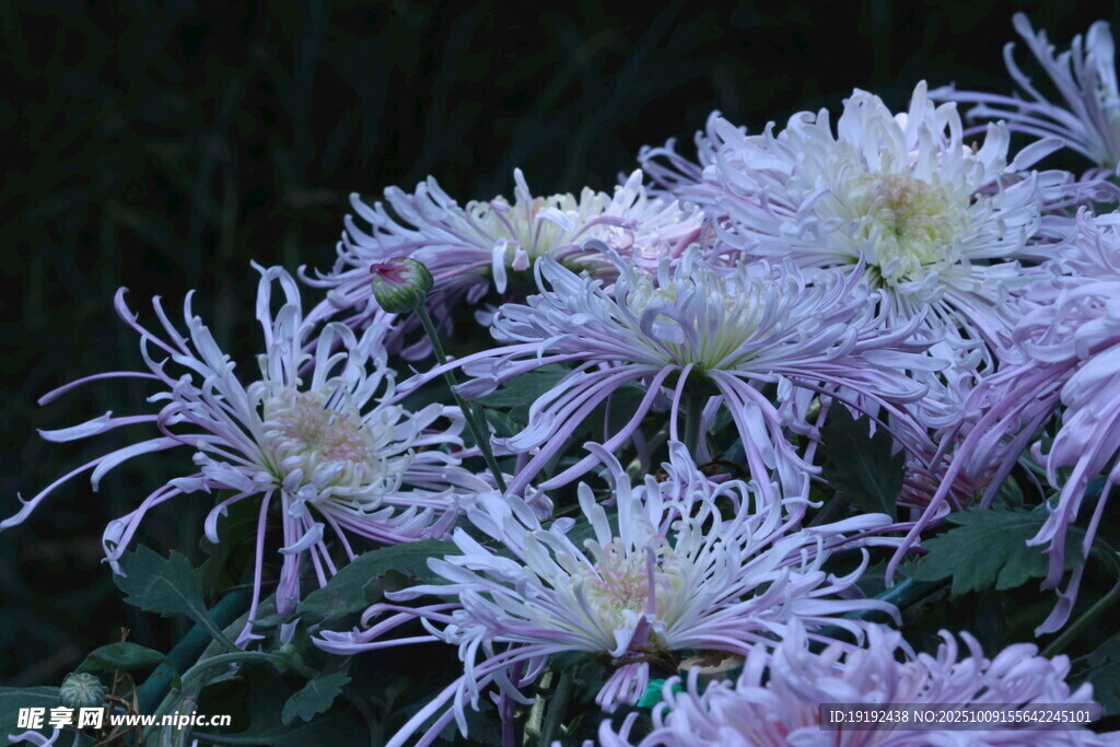 菊花  