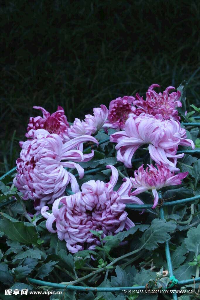 菊花  