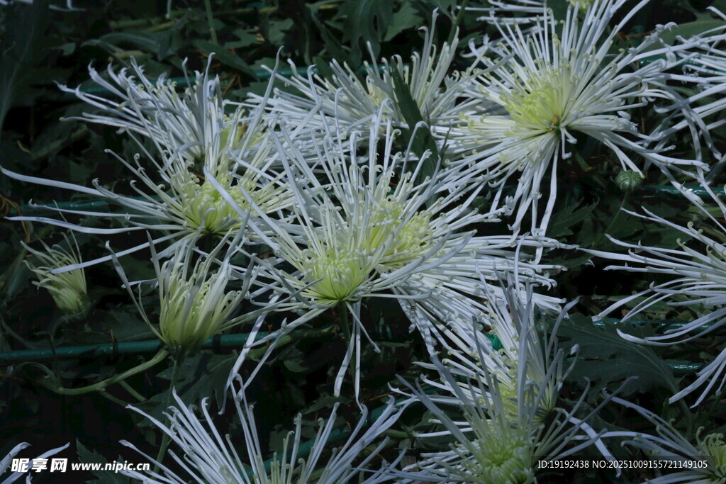 菊花  
