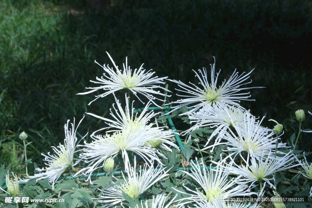 菊花  