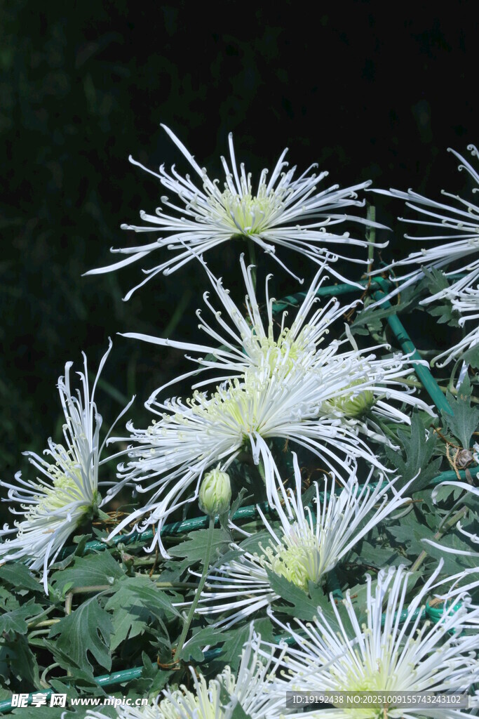 菊花 
