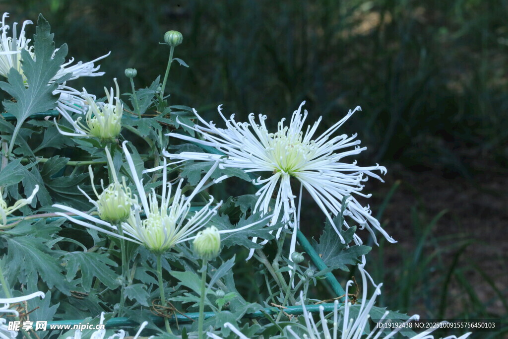 菊花  