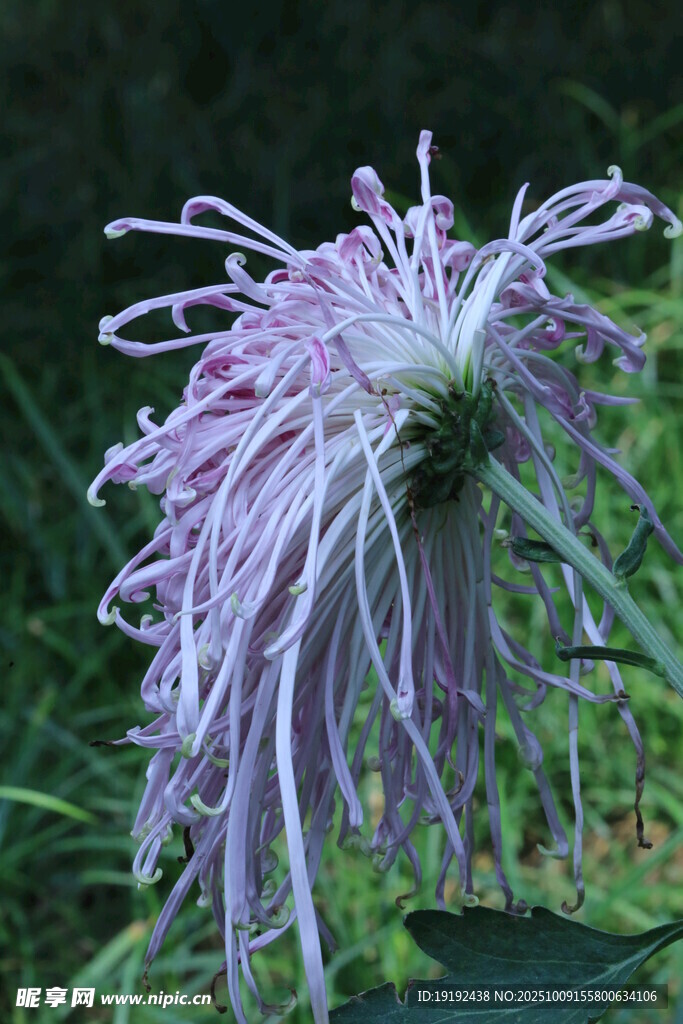 菊花 