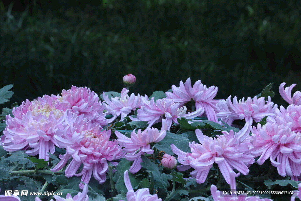 菊花 