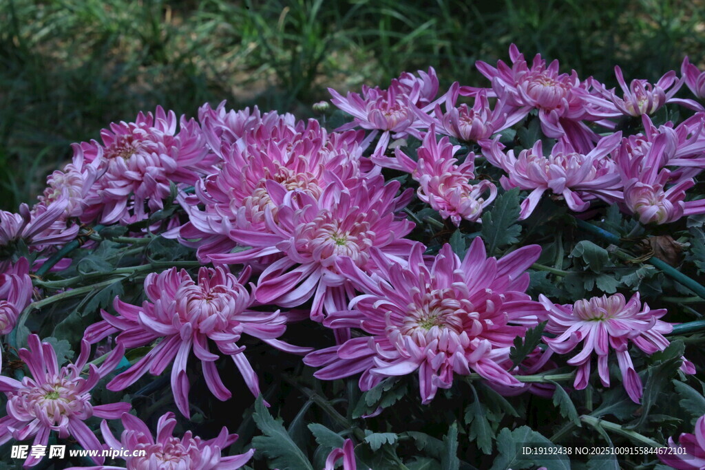 菊花  
