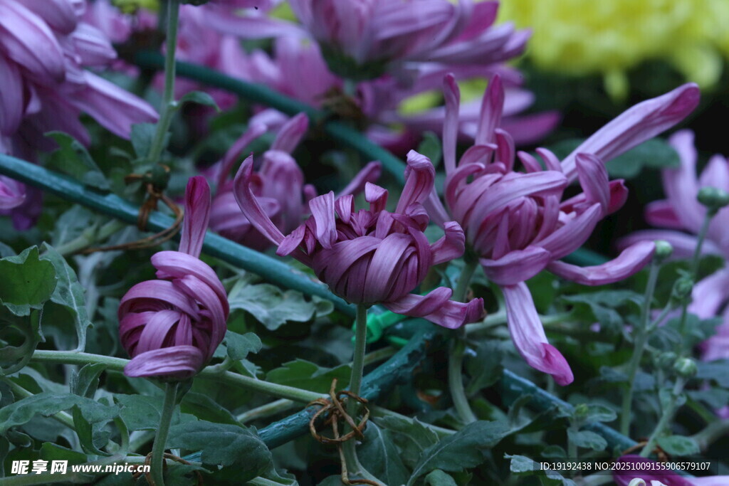菊花  