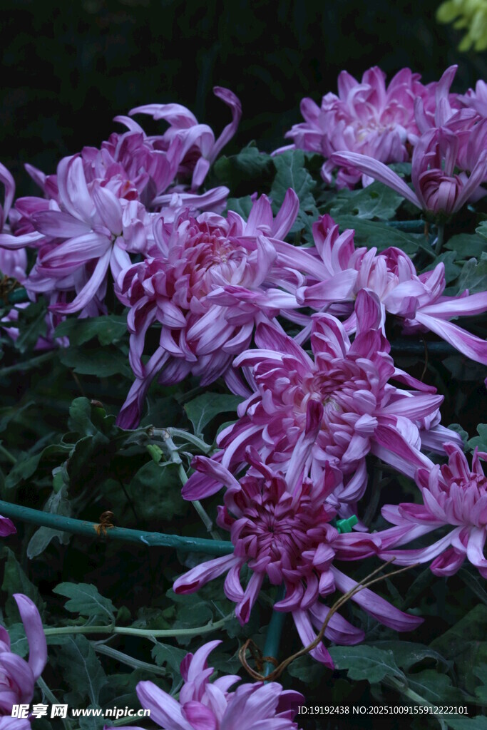菊花  