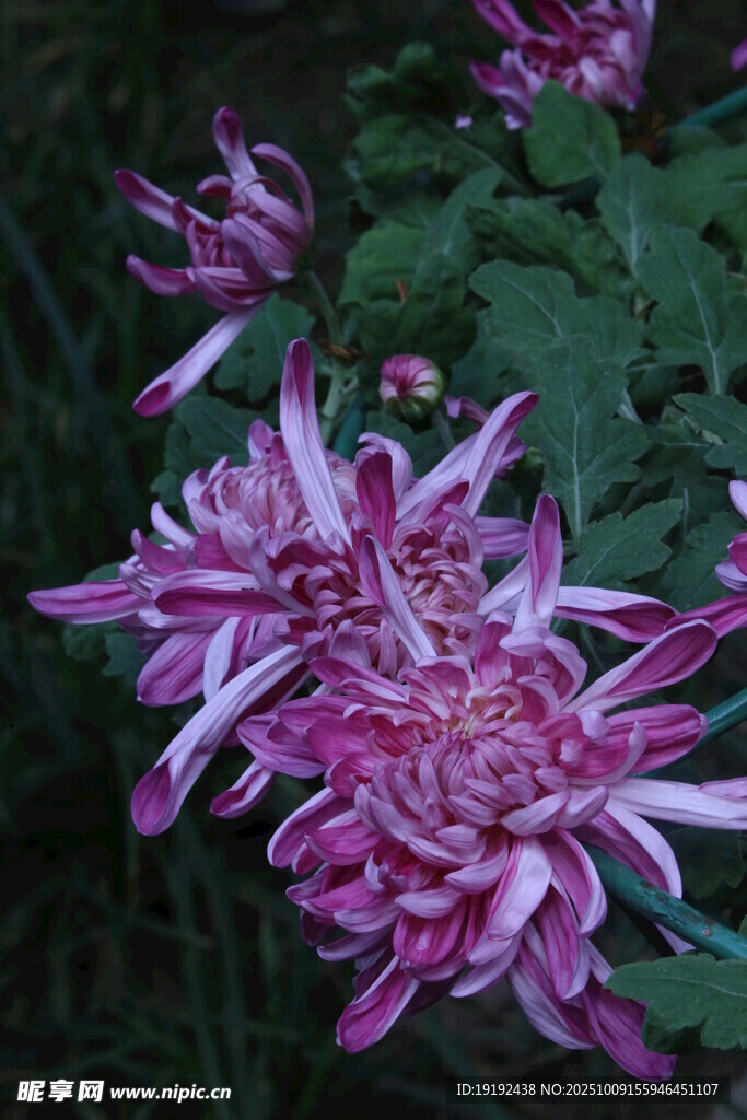 菊花  