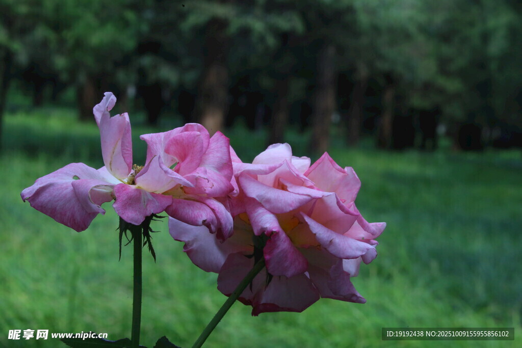 月季花 