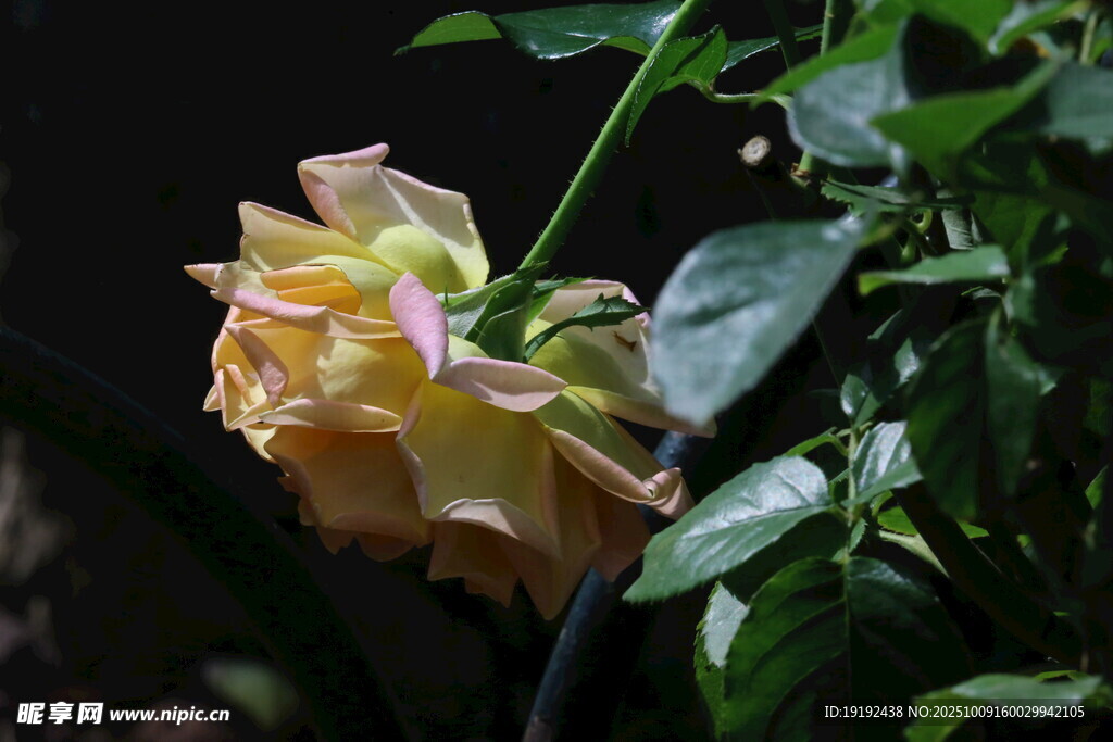 月季花  