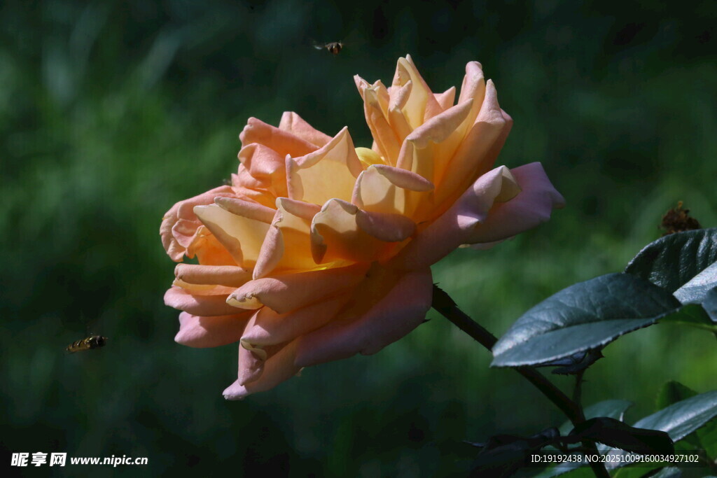月季花  