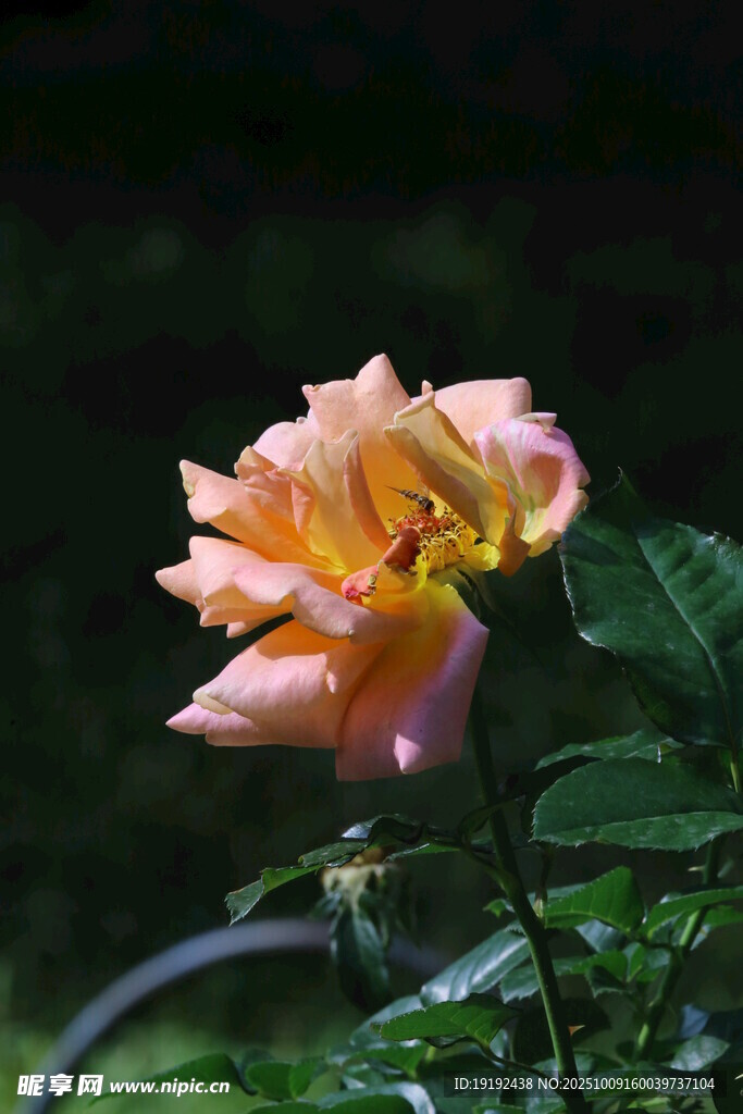 月季花 