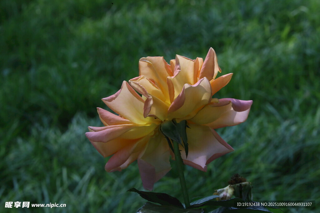 月季花  