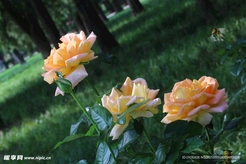 月季花  