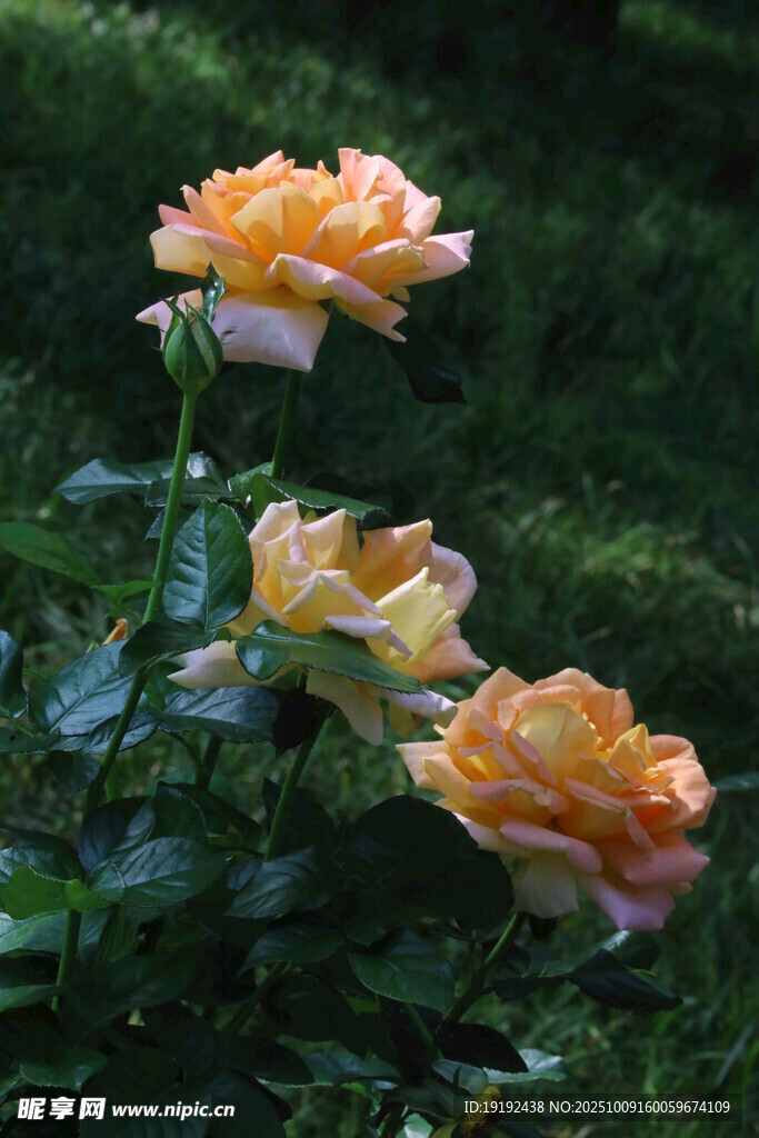 月季花 
