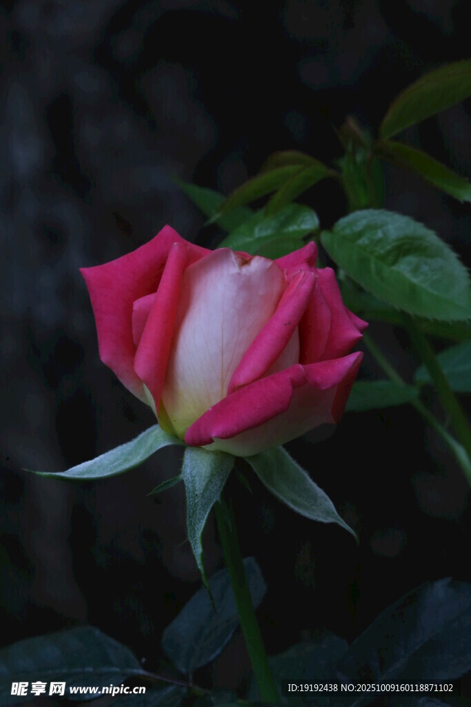 月季花 