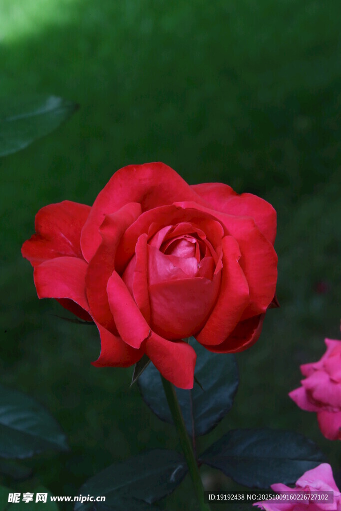 月季花 