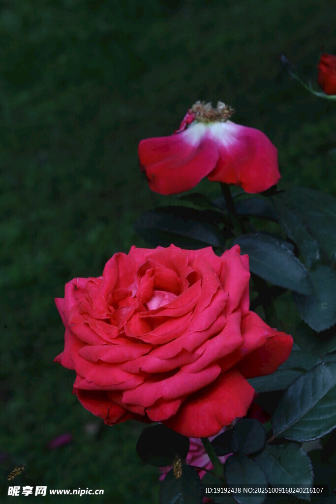 月季花  